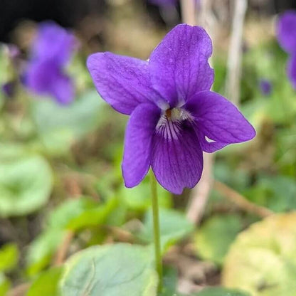 Purple Sweet Violet plant