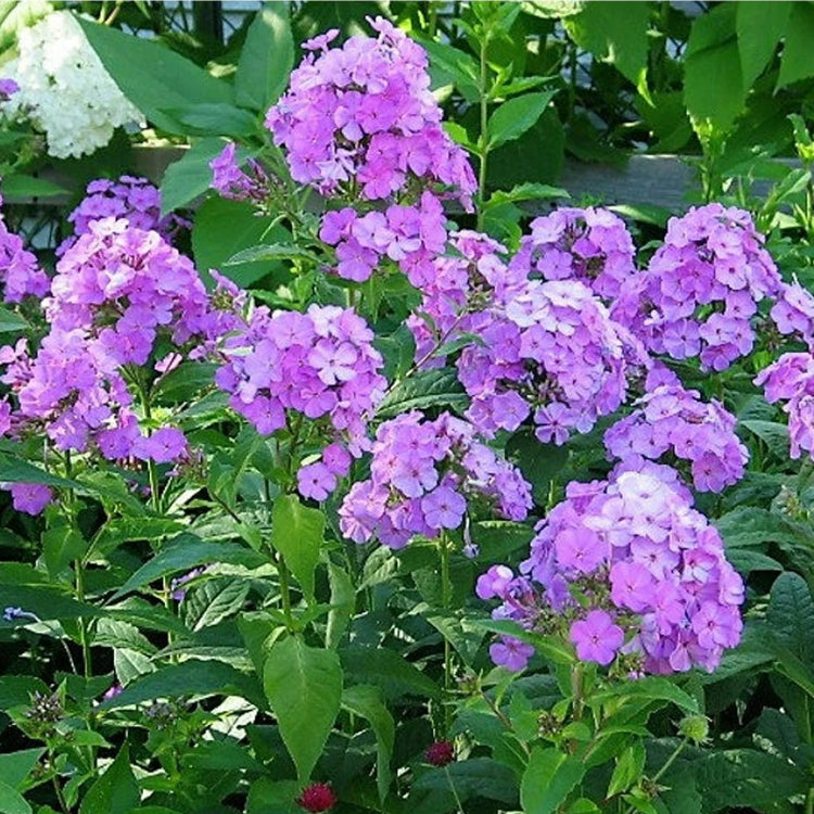Purple Tall Phlox plant