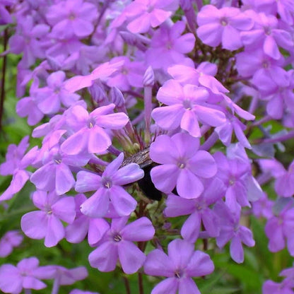 Purple Tall Phlox plant