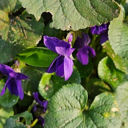 Purple Violet plant