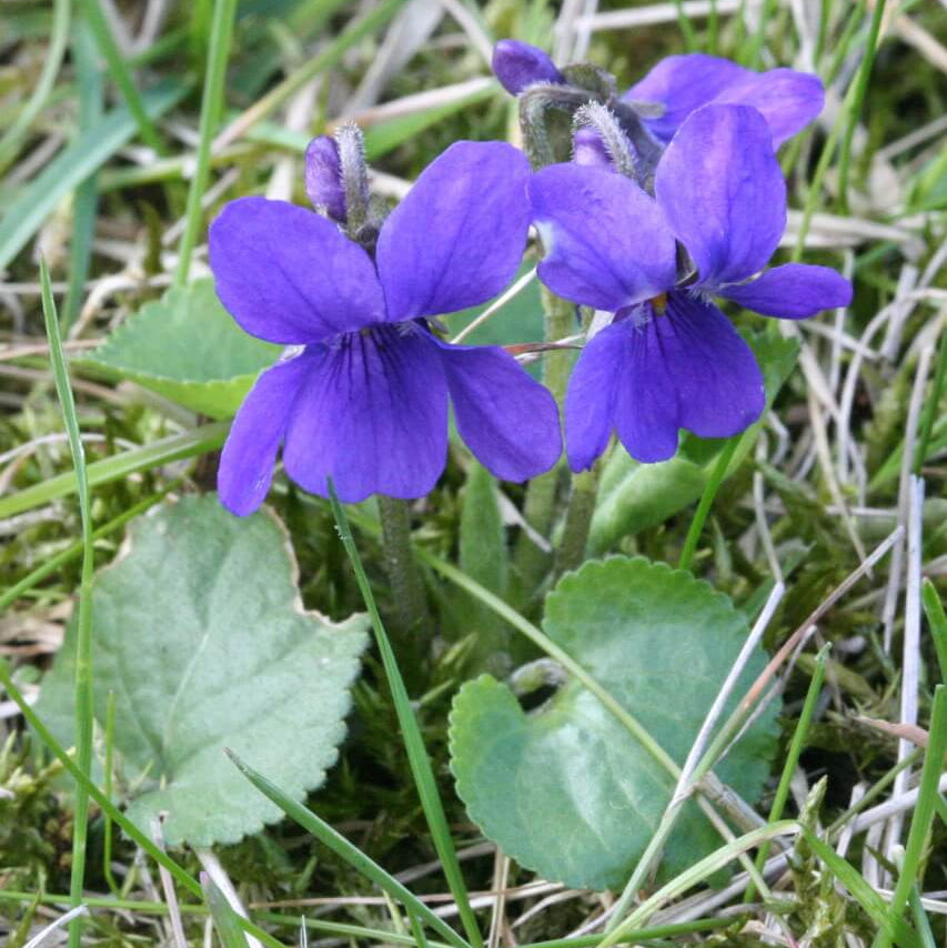 Purple Violet plant