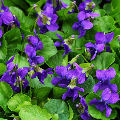 Purple Violet plant