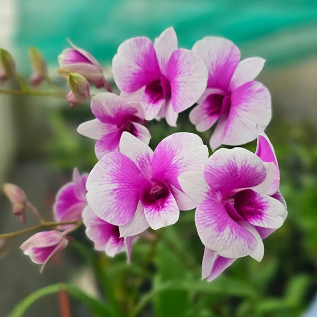 Multi-Colored Dendrobium flower seeds