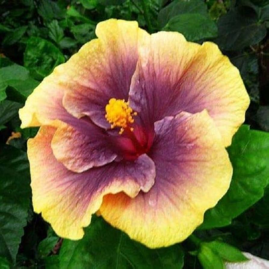 Purple Yellow Hibiscus plant