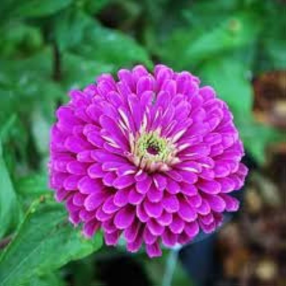 Purple Zinnia plant