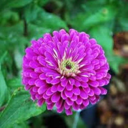 Purple Zinnia plant