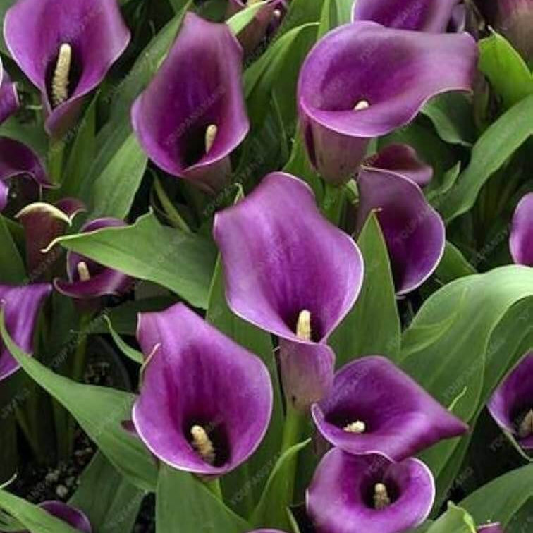 Purple calla lily plant