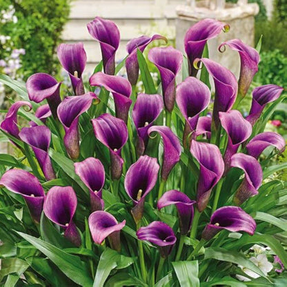 Purple calla lily plant
