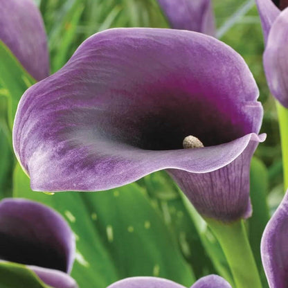 Purple calla lily plant