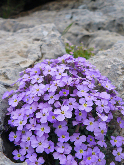 Aubrieta flower seeds