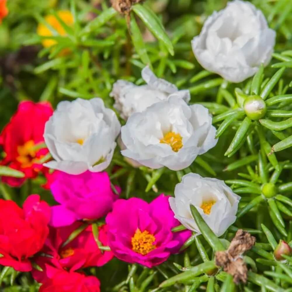 Purslane Flower plant
