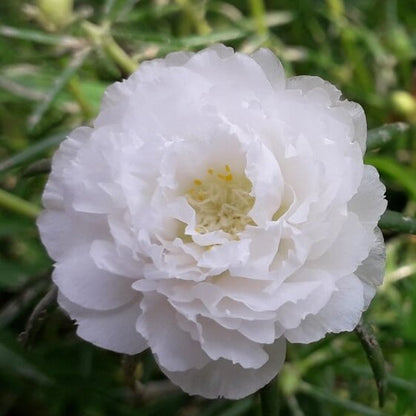 Purslane Flower plant