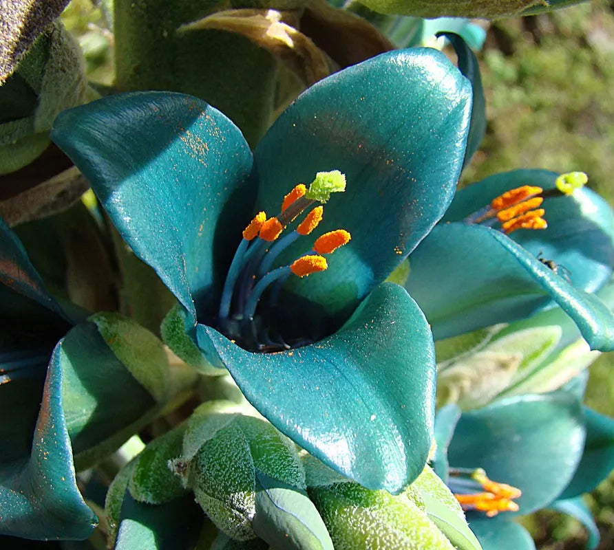 Blue Puya flower seeds