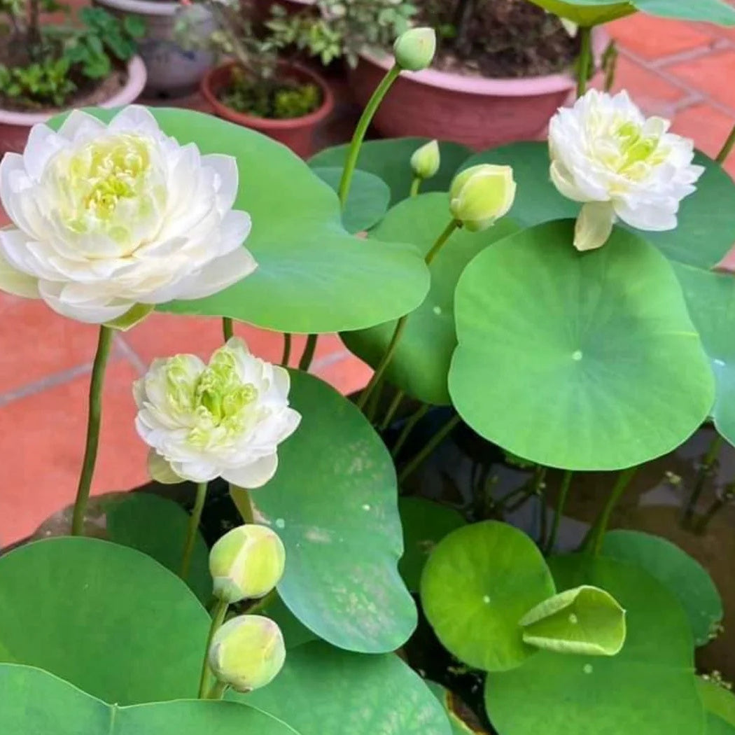 Exotic Collector’s Lotus plant