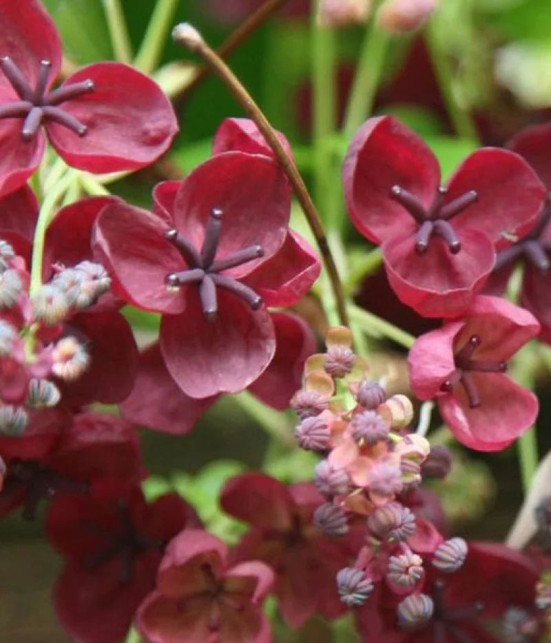 Red Akebia Flower Seeds for Planting – Heirloom Non-GMO Garden Seeds