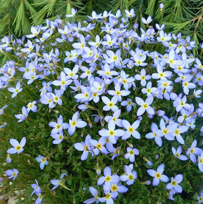 Quaker Ladies plant