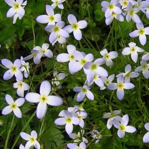 Quaker Ladies plant