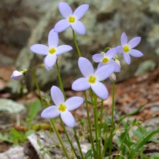 Quaker Ladies plant