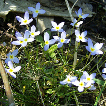 Quaker Ladies plant
