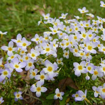 Quaker Ladies Wildflower plant