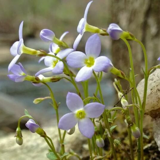 Quaker Ladies Wildflower plant