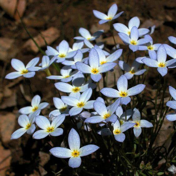 Quaker Ladies Wildflower plant
