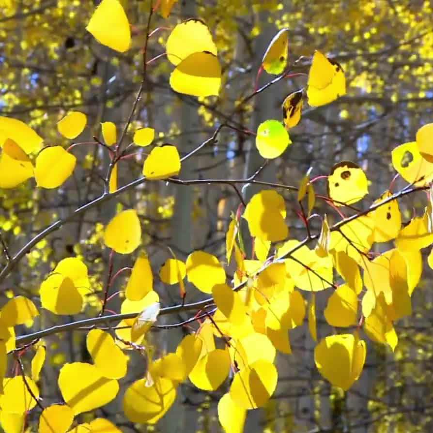 Quaking Aspen plant
