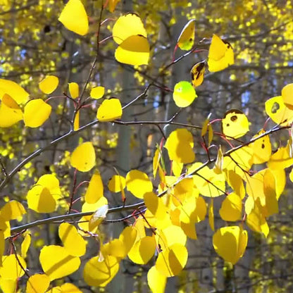 Quaking Aspen plant