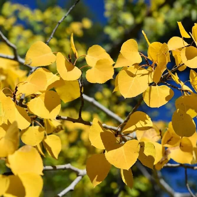 Quaking Aspen plant