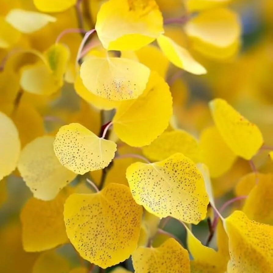 Quaking Aspen plant