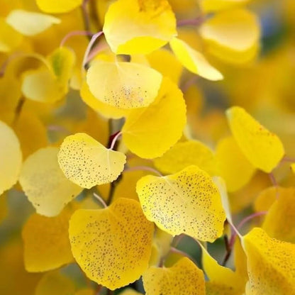 Quaking Aspen plant