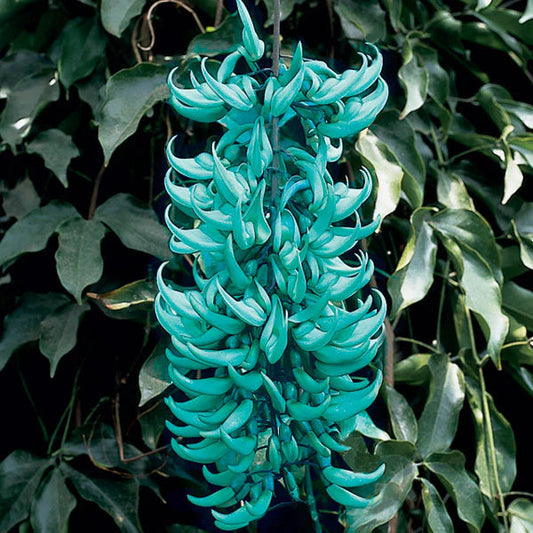 Vibrant Turquoise flower seeds