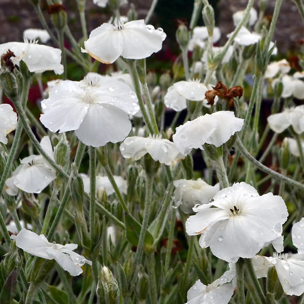 White Alba flower seeds