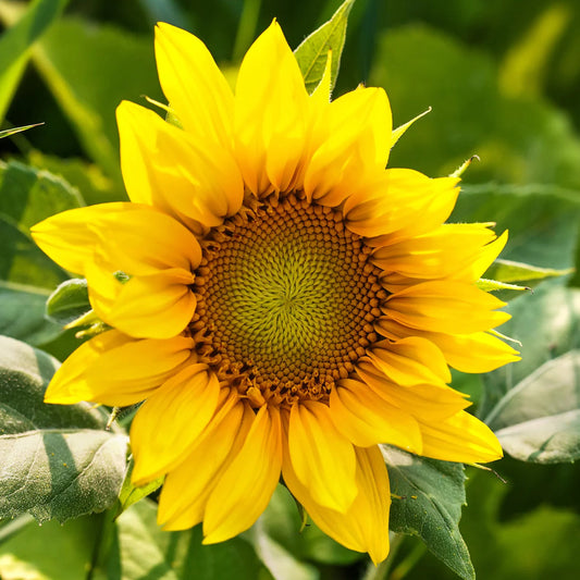 Sunflower flower seeds