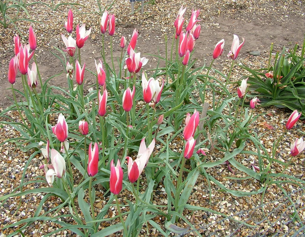 Peppermint Stick flower seeds