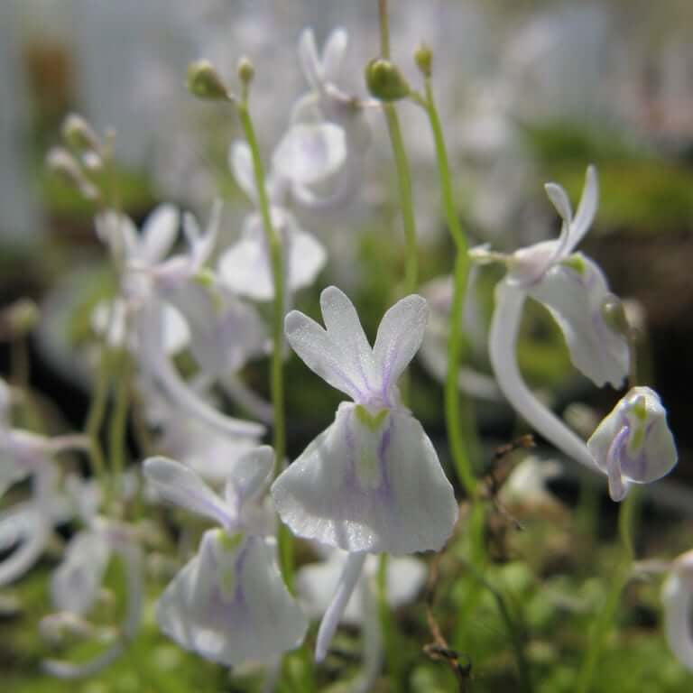 Angolan Bladderwort plant