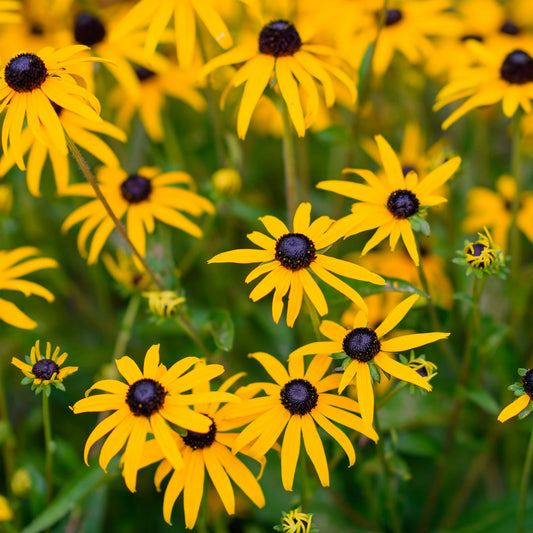 Yellow Fulgida flower seeds