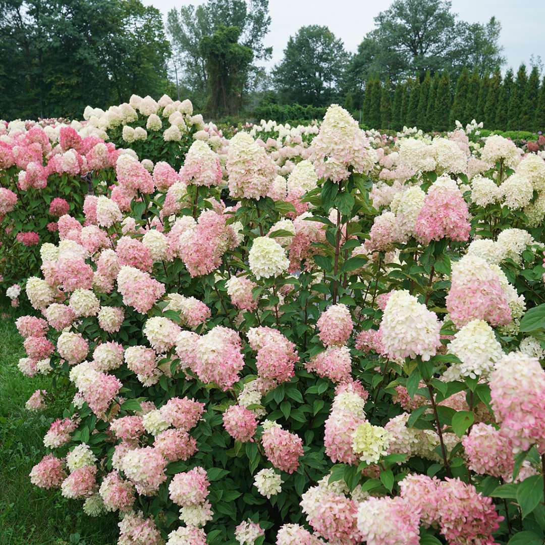 Hydrangea Paniculata flower seeds