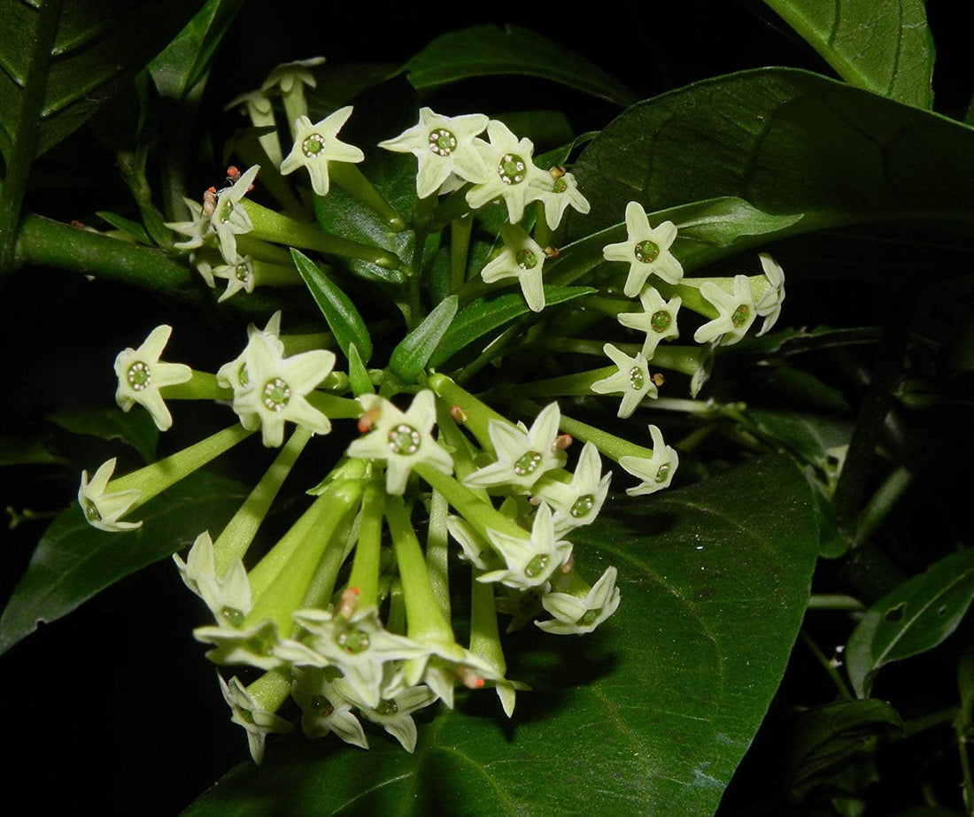 Raat Ki flower seeds