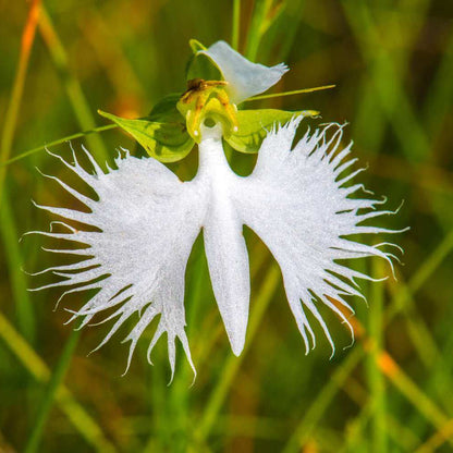 Radiata Orchid plant
