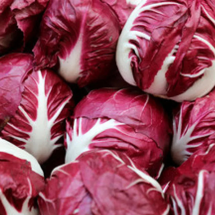 Burgundy Radicchio Seeds for Planting – Heirloom Italian Vegetable Seeds