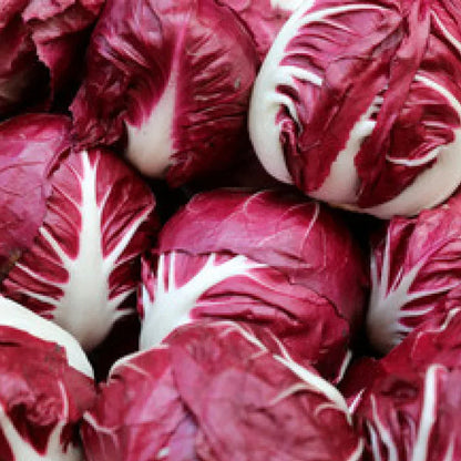 Burgundy Radicchio Seeds for Planting – Heirloom Italian Vegetable Seeds