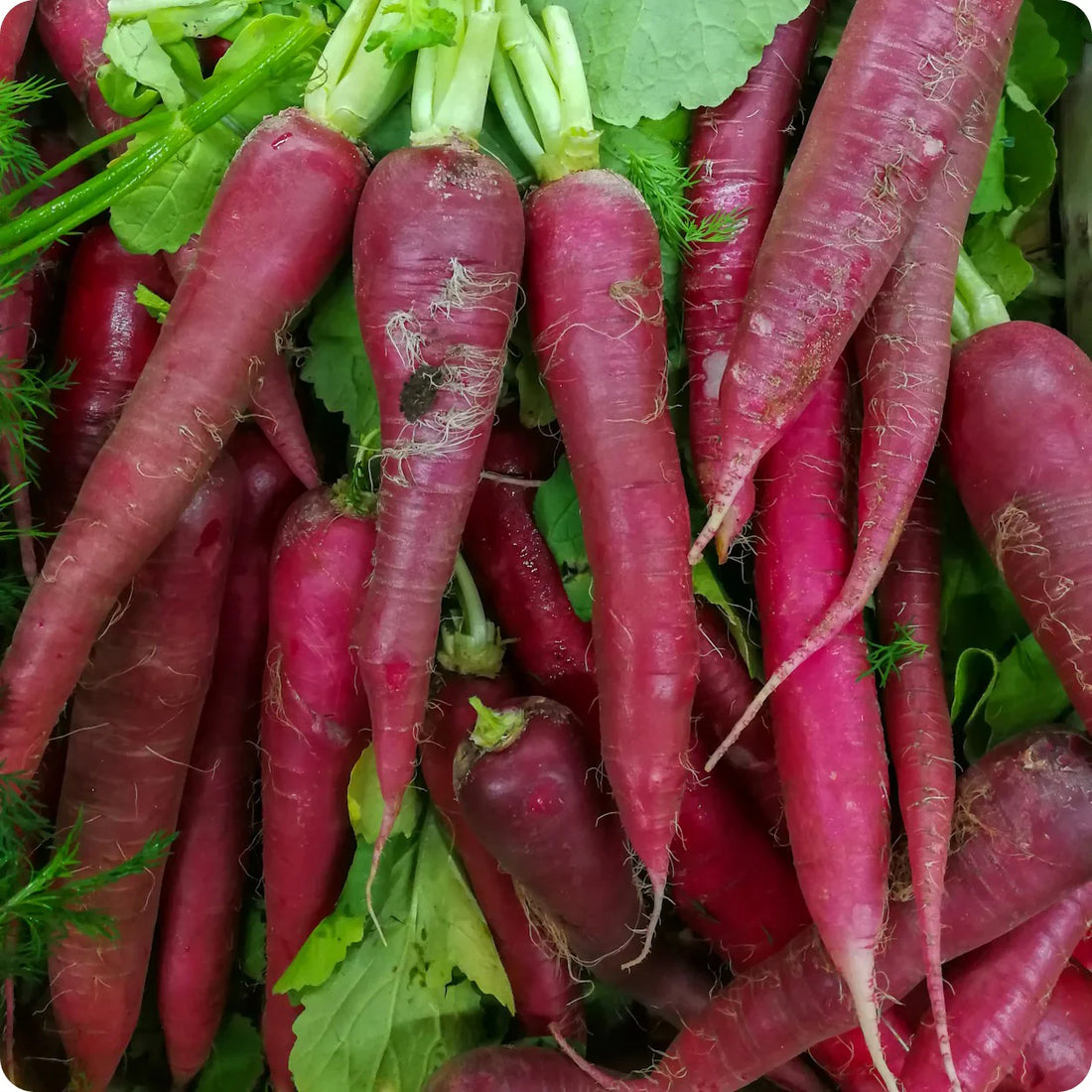 china rose radish seeds