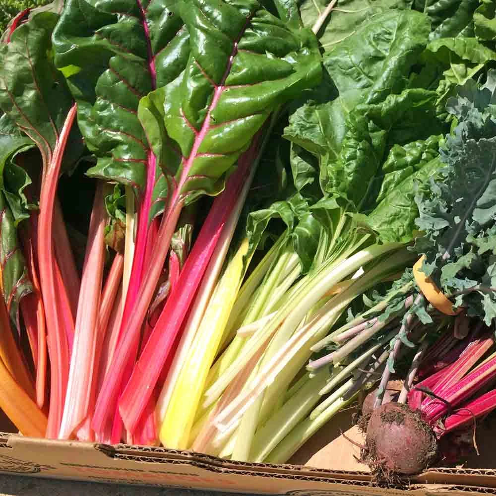 Rainbow Swiss Chard Seeds