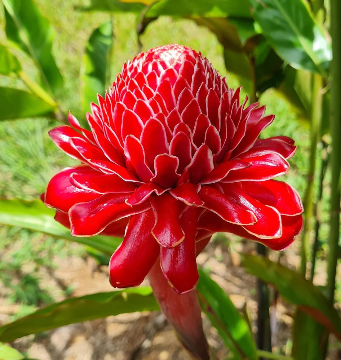 Rainbow Torch flower seeds