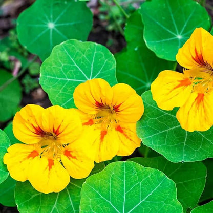 Flower Seed Mix plant
