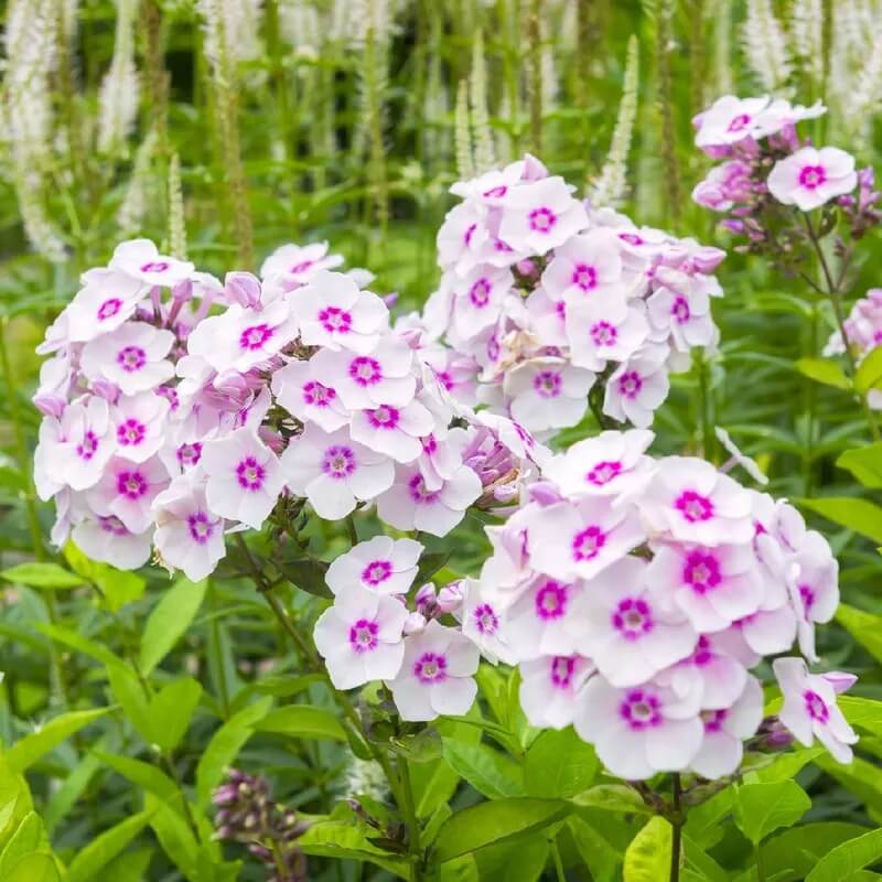 Flower Seed Mix plant