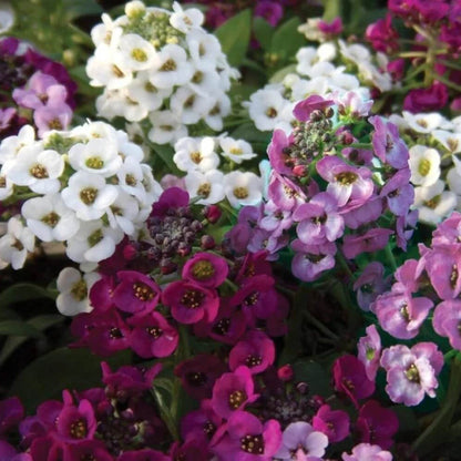 Flower Seed Mix plant