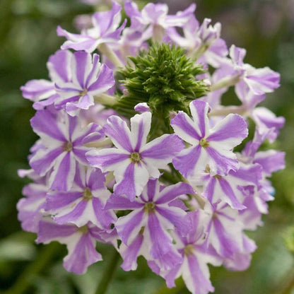 Flower Seed Mix plant