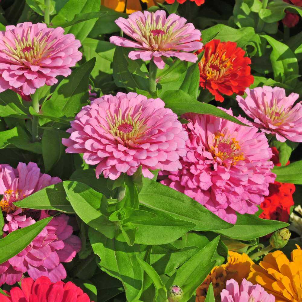Flower Seed Mix plant
